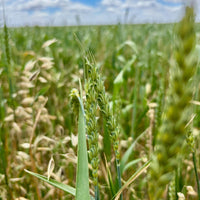 head of purple straw heritage wheat. organic soft wheat