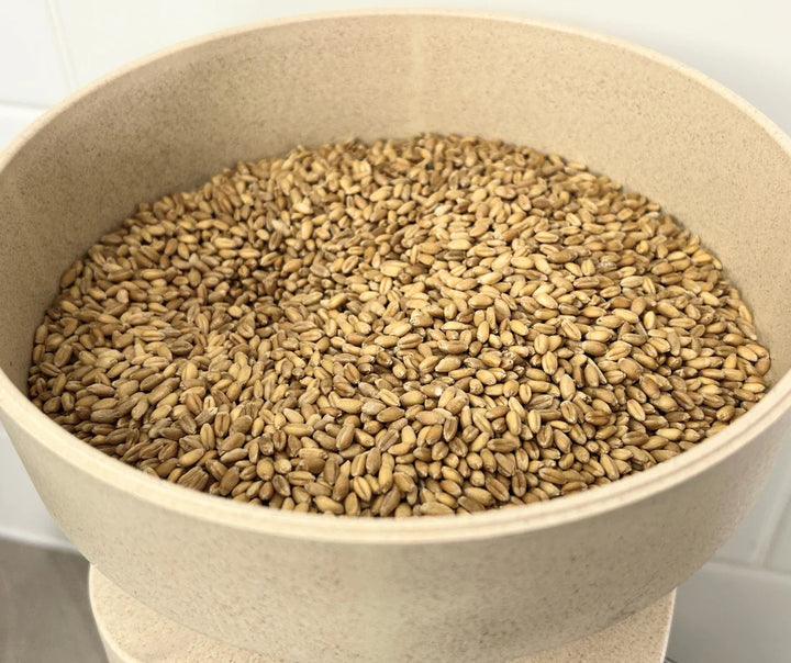 Organic Purple Straw Wheat. A soft wheat perfect for milling for wholemeal cake recipes. 