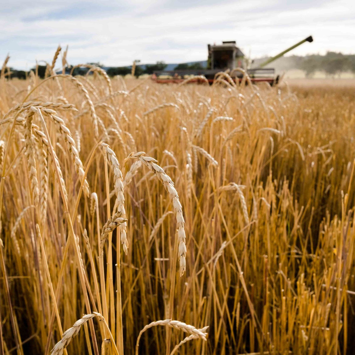 Spelt: familiar flour, different story