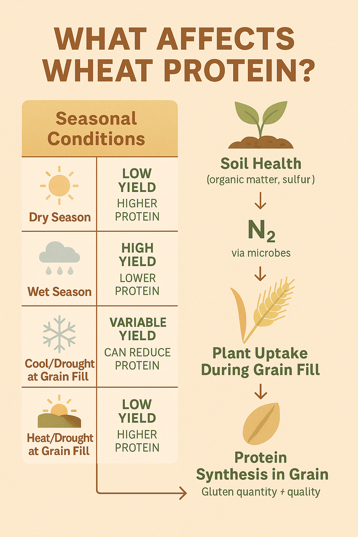 An infographic showing how gluten is impacted by environmental conditions