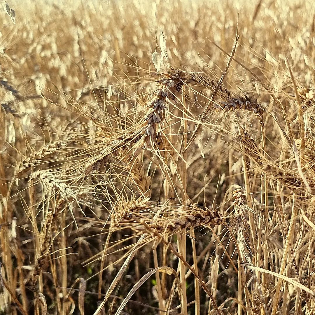 Organic red wheat. Biodynamic Yecora ready for harvest at Burrum Biodynamics