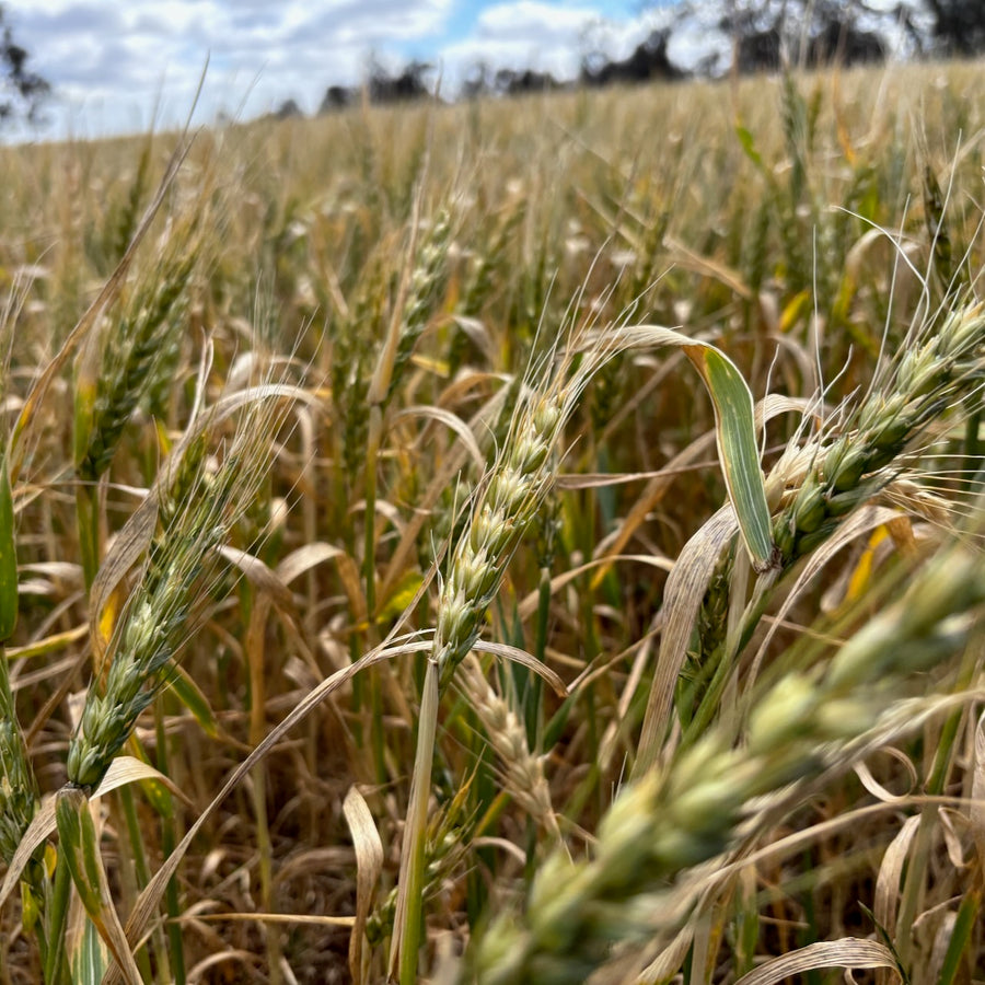 Organic hard Red Wheat. Biodynamic Yecora Roho. A blend of different yecora subspecies. 
