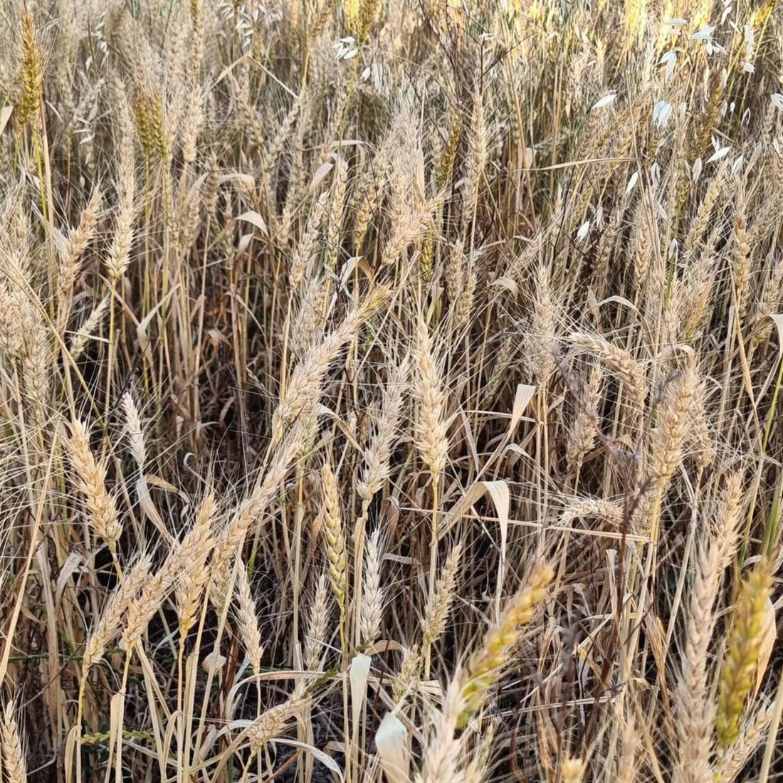 Organic red wheat grain in the field. Grain filled, and ready for harvest