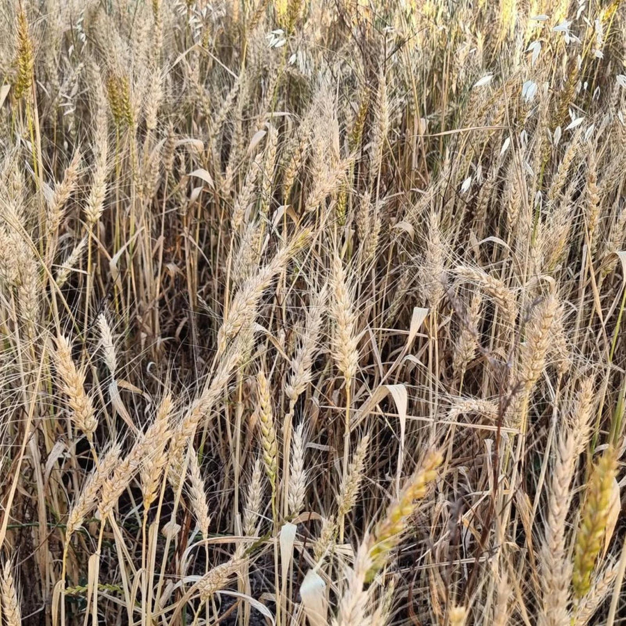 Organic red wheat grain in the field. Grain filled, and ready for harvest
