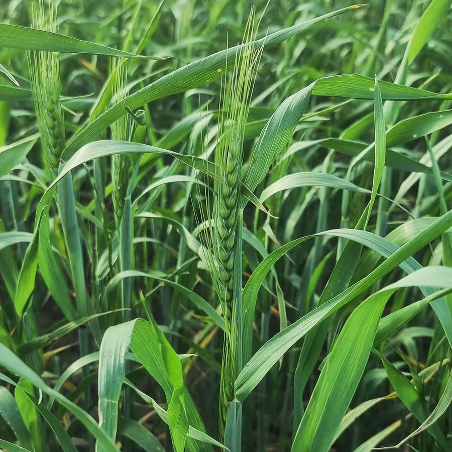 Organic Australian red wheat grain, grown by Burrum Biodynamics