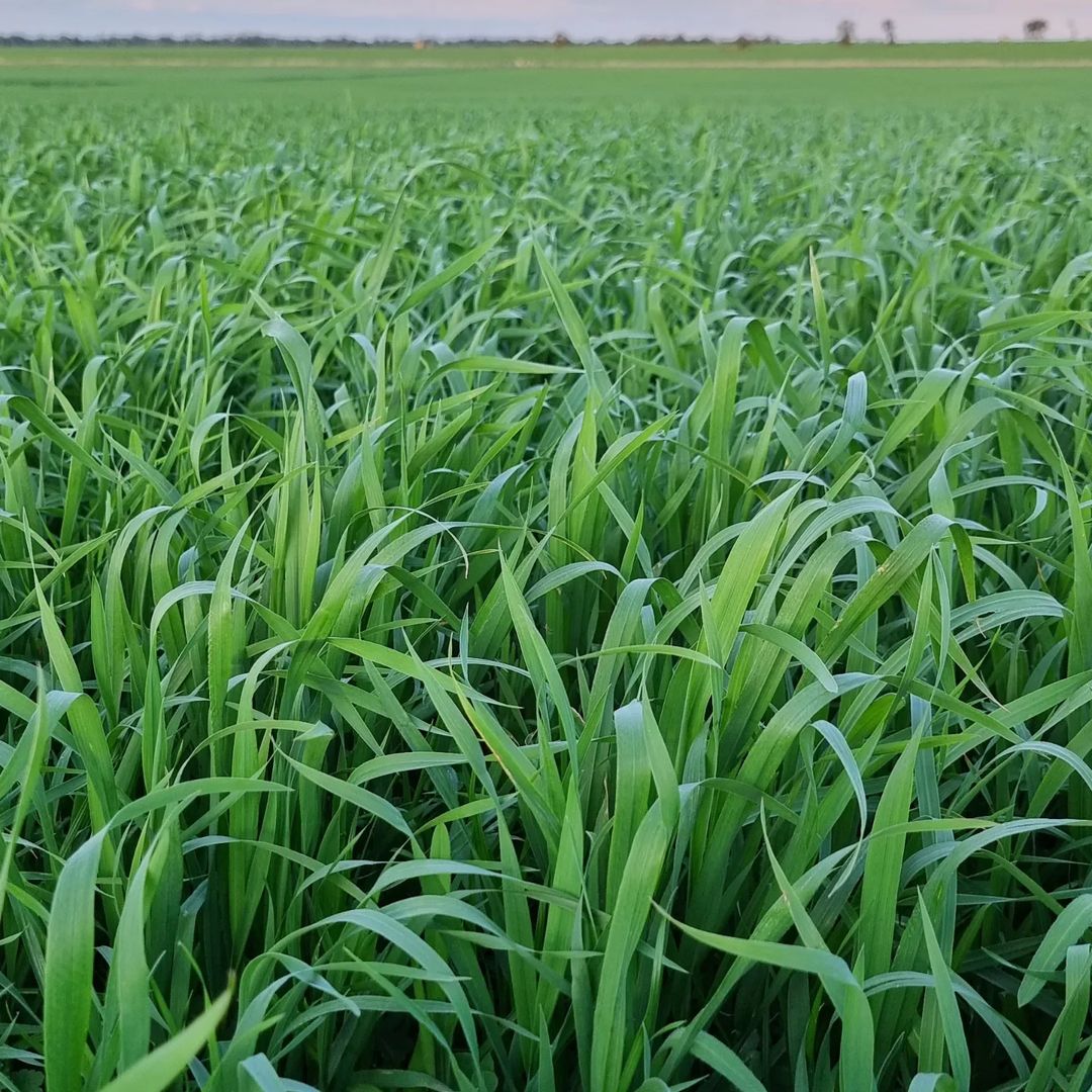 Hard red wheat in the field before going to seed