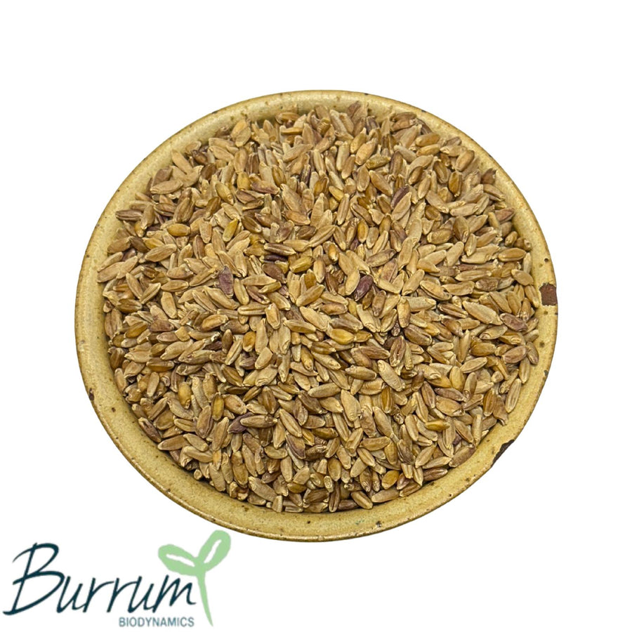 Wheat Grain Hotscotch Landrace Biodynamic 5kg