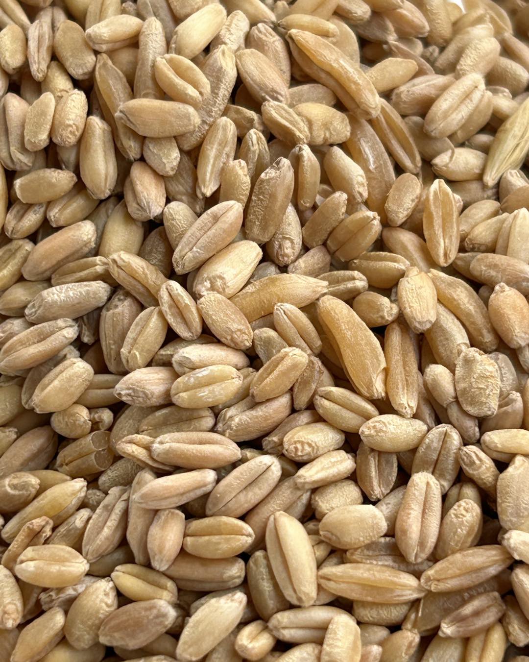mixed-wheat-grain-Australia-closeup