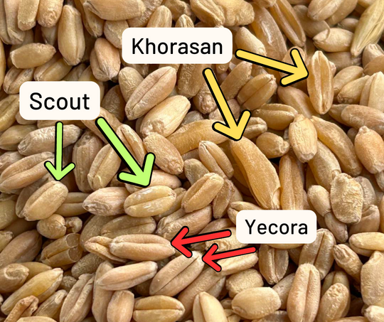 mixed grain image