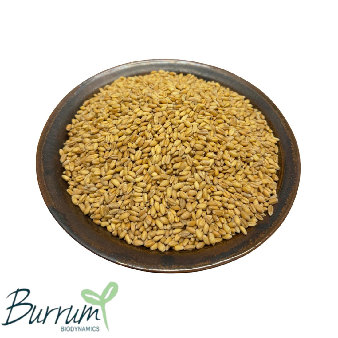 A bowl of organic heritage wheat grain. Purple straw is good for cakes, biscuits and scones