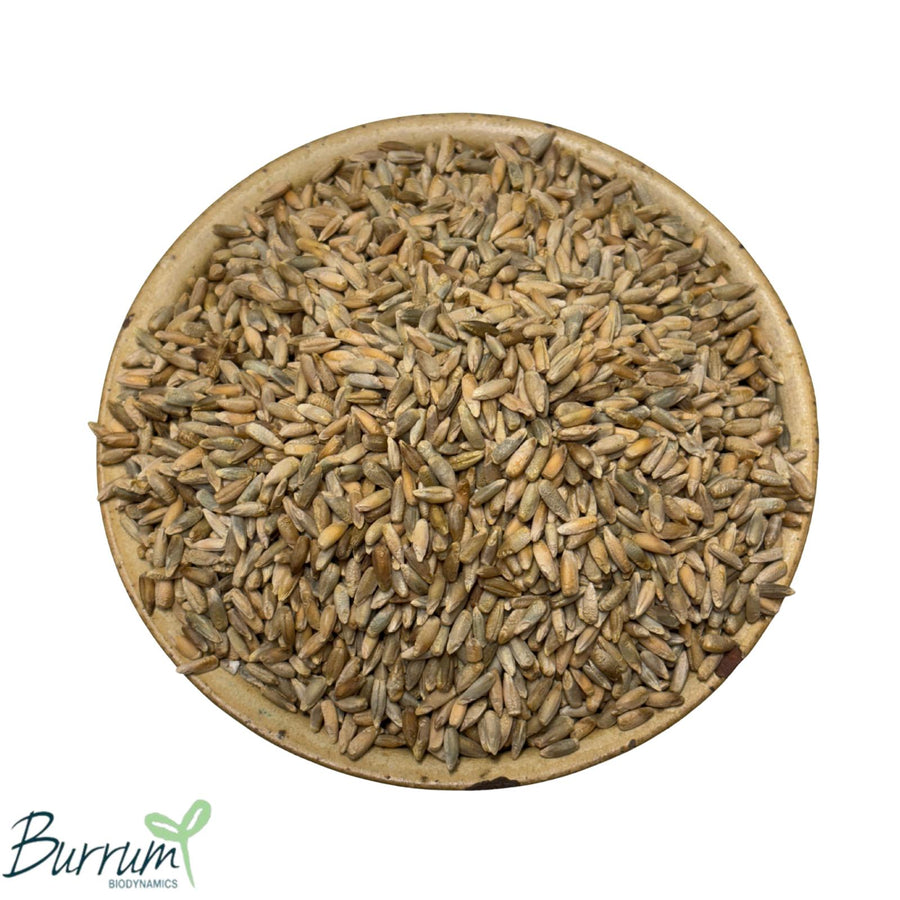Australian grown organic rye grain. Biodynamically grown by Burrum Biodynamics and sold by Sovereign Foods. Sovereign Foods is a supplier of exclusively Australian grown grain and flour