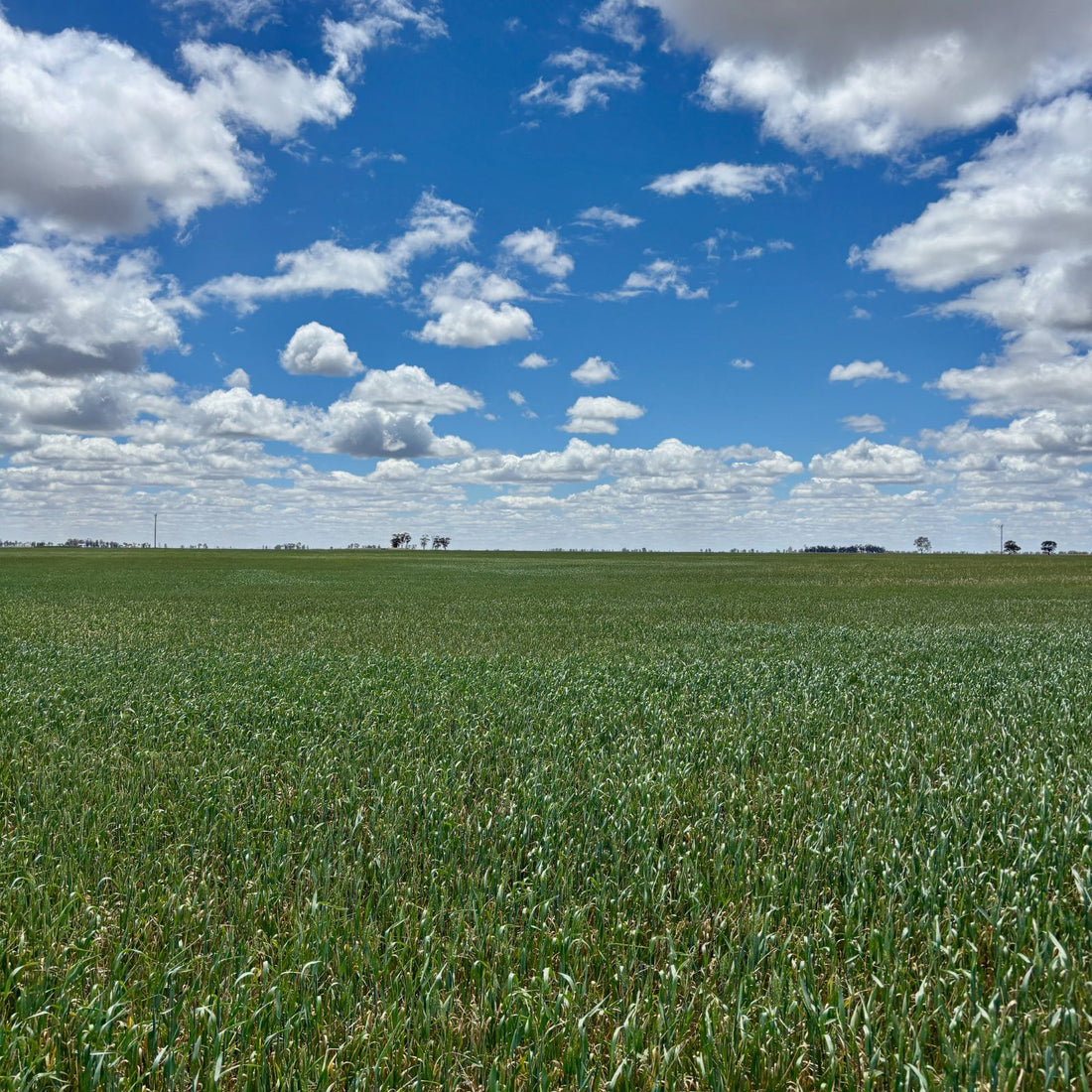 field of purple straw heritage wheat. organic soft wheat