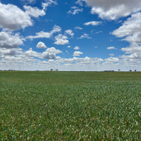 field of purple straw heritage wheat. organic soft wheat