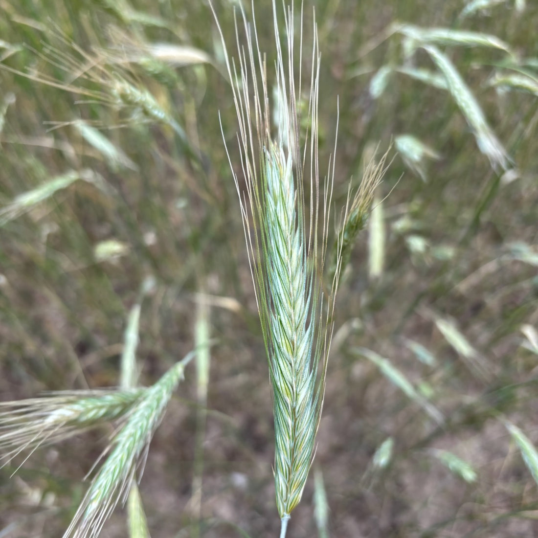 Biodynamic rye grain on Burrum Biodynamics farm about 3 weeks from harvest. Grain yet to fill
