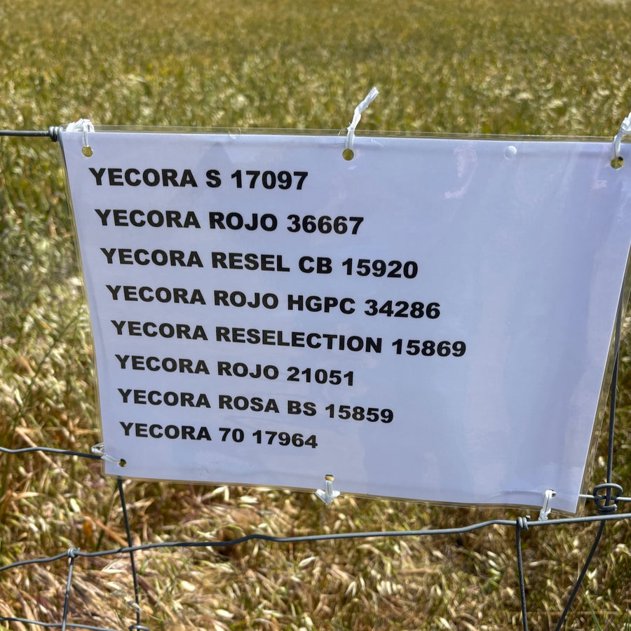 sign on the paddock growing the organic hard red wheat grain population mix. 