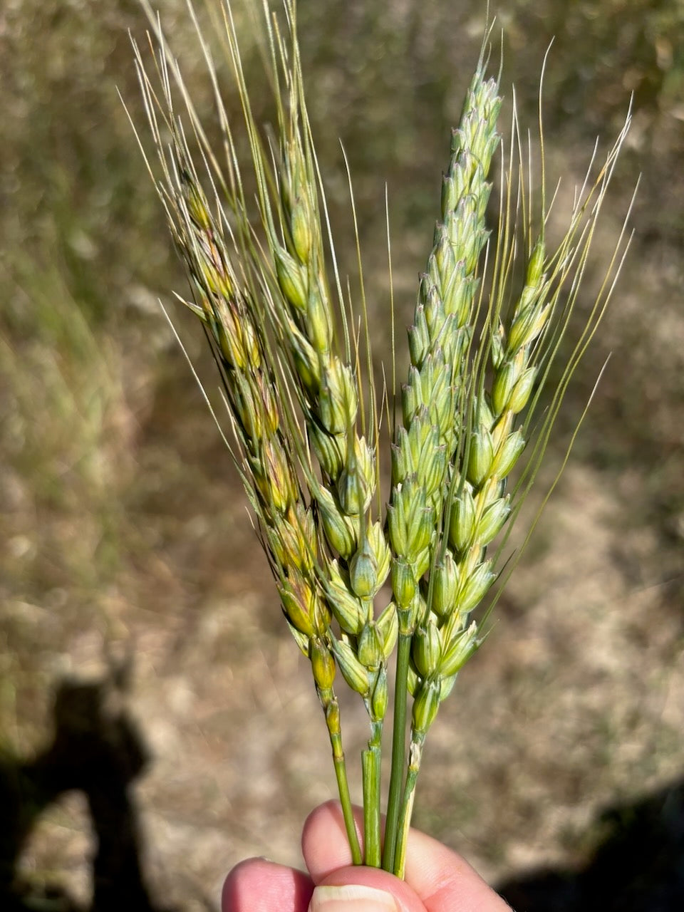 A few of the subspecies of organic red wheat grains that go into the yecora mix