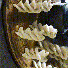 a gif of organic spirals made from Australian wheat being extruded through a bronze dye