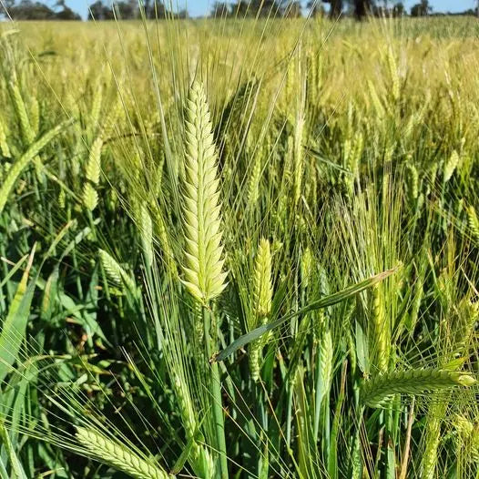 Barley Pearled Biodynamic 20kg Burrum Biodynamics Pulse & Grain.