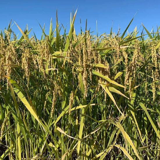 Organic Brown Rice 1kg | Biodynamic | Slater Farms | Rainfed Rice