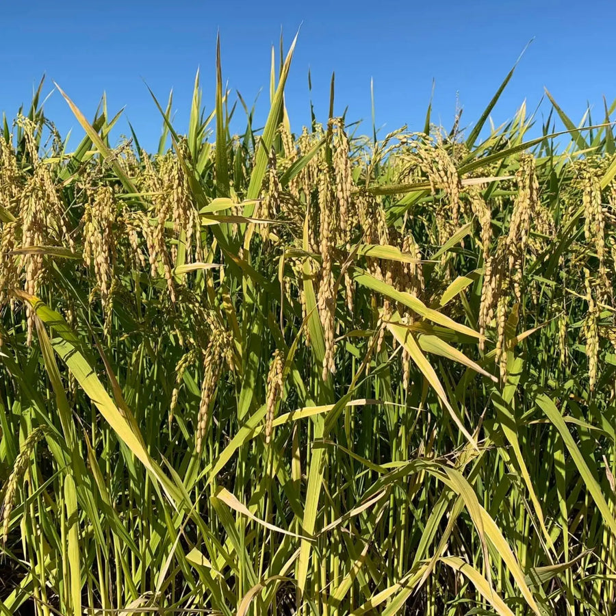 Brown Rice - Medium Grain, Rainfed, Biodynamic 1kg-Pulse & Grain-Slater Farms-Sovereign Foods-Rainfed Rice-Australian Grown Bulk Foods