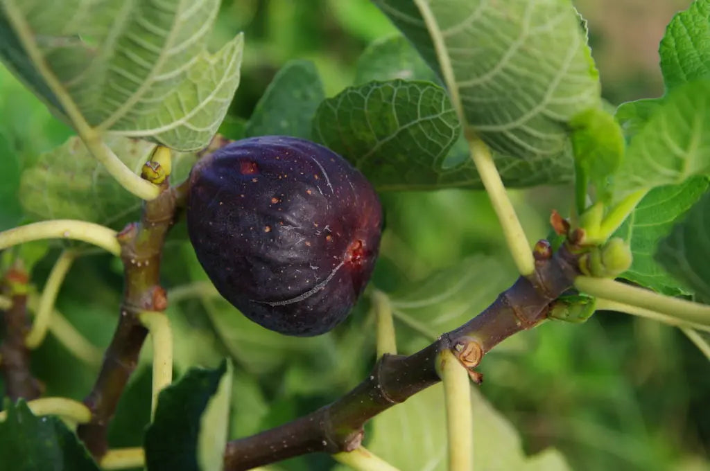 Figs Dried Organic 200g-Grocery-Rosnay Organic-Sovereign Foods-Australian Grown Bulk Foods