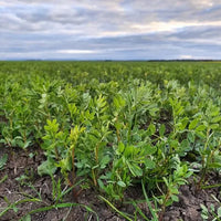 Lentils Red Split Biodynamic 10kg-Pulse & Grain-Burrum Biodynamics-Sovereign Foods-Lentils-Australian Grown-Organic-Bulk
