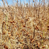 Lentils Red Split Biodynamic 10kg-Pulse & Grain-Burrum Biodynamics-Sovereign Foods-Lentils-Australian Grown-Organic-Bulk