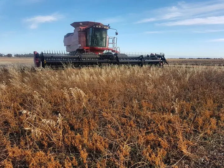 Lentils Red Split Biodynamic 10kg-Pulse & Grain-Burrum Biodynamics-Sovereign Foods-Lentils-Australian Grown-Organic-Bulk