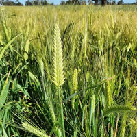 Pearled Barley Biodynamic 5kg-Pulse & Grain-Burrum Biodynamics-Sovereign Foods-Organic-Biodynamic-Grain-Home Milling-Australian Grown