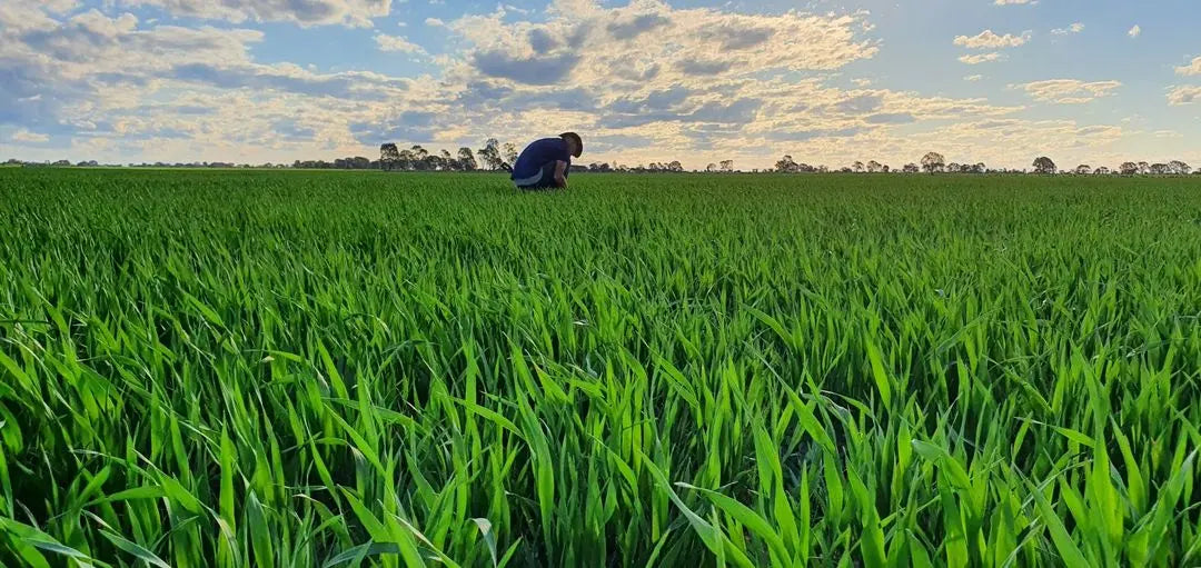 Rolled Oats Creamy Biodynamic 10kg-Pulse & Grain-Burrum Biodynamics-Sovereign Foods-Oats-Bulk-Organic-Australian Grown-