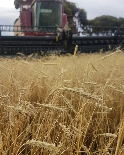 Rye Grain Biodynamic 1kg-Pulse & Grain-Burrum Biodynamics-Sovereign Foods-Organic-Biodynamic-Grain-Home Milling-Australian Grown