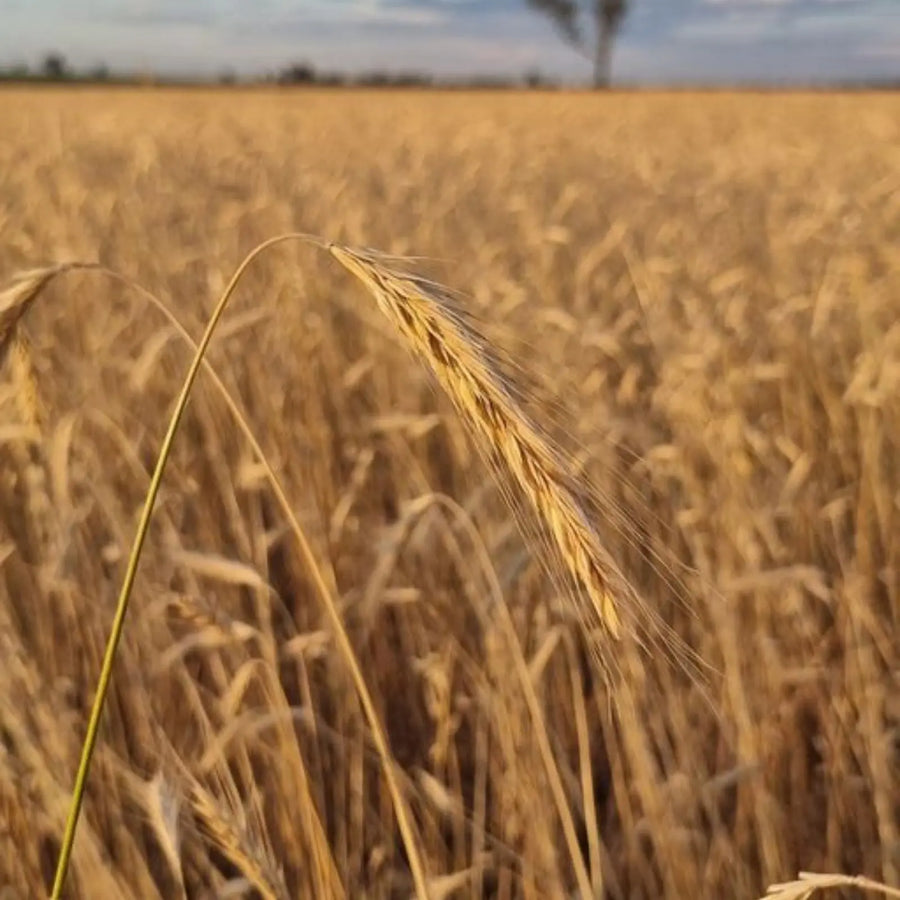 Organic Rye Grain Biodynamic. Grain is full and ready for harvest
