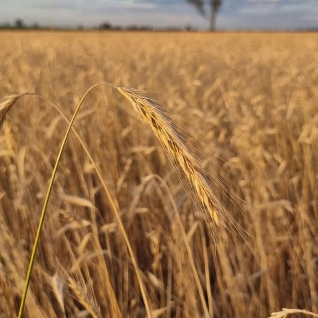 Organic Rye grain. Biodynamic. Ready to to harvest. 