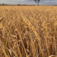 Organic Rye grain. Biodynamic. Ready to to harvest. 