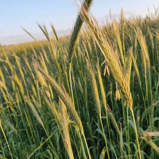 Organic rye crop growing at burrum biodynamics in Victoria Australia