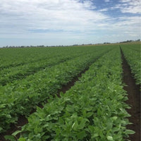 Soy Beans Biodynamic 25kg-Pulse & Grain-Slater Farms-Sovereign Foods-Rainfed Rice-Australian Grown Bulk Foods