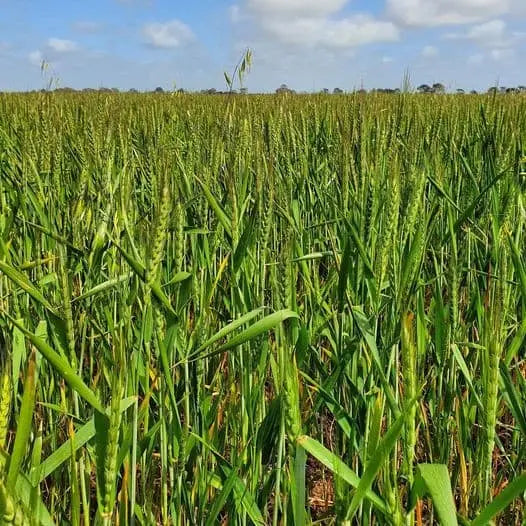 Wheat Grain Biodynamic 1kg-Pulse & Grain-Burrum Biodynamics-Sovereign Foods-Organic-Biodynamic-Grain-Home Milling-Australian Grown