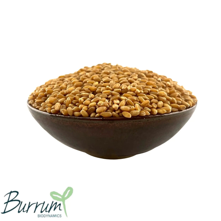 Organic Australian Grown hard wheat from Burrum Biodynamics is perfect for your home mill