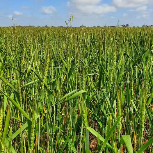 Australian grown organic hard wheat grown by Burrum Biodynamics is perfect for milling into flour for your sourdough