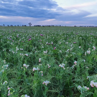 Yellow Split Peas Biodynamic 10kg