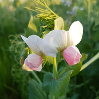 Yellow Split Peas Biodynamic 5kg